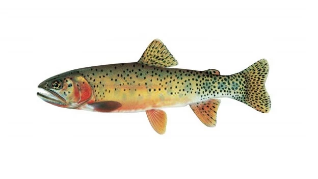 Trout, with red behind its gills and pinkish side body.