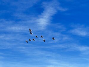 Eight sandhill cranes against a blue sky with whispy clouds.