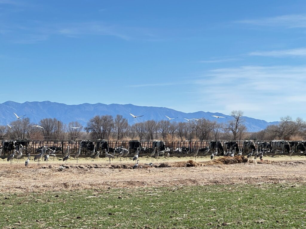 Sandhill cranes feed in a farm field in the foreground, withs cows beyond them and cranes taking flight against a backdrop of mountains. The field in the foreground is green.