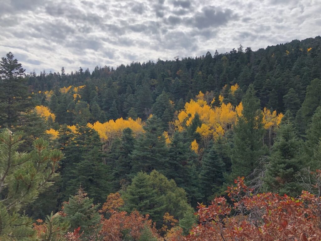 View of a forested mountainside in autumn, featuring a mix of green conifer trees and bright yellow aspens, with some reddish foliage in the foreground under a cloudy sky.