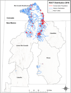 Map showing former habitat of Rio Grande cutthroat trout in blue, spread across the mountains of Northern New Mexico and Colorado, and current habitat in red, much smaller.