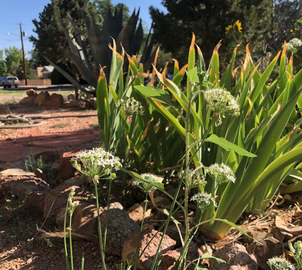 Delicate white flowers, with iris leaves and pinyon in the background and rocks in the foreground.