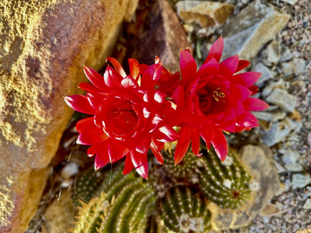 Red blooming cactus with tan rock and spiderwebs glistening in the sunlight